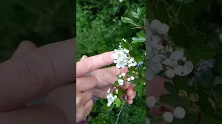 L'aubépine un arbuste qui prévoit la météo?