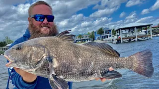 Are BIG BLACK DRUM really nasty to eat? Taste test! *Catch, Clean, Cook*