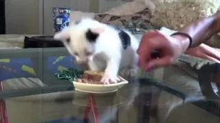 Hungry kitten protecting his food and getting mad