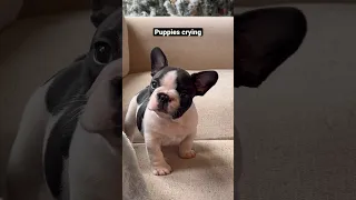 Puppies crying compilation - saddest French Bulldog puppies 😭 #shorts #puppy #dogs #pets  #viral