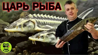 Как разделать Осетрину весом в 3 кг? #осетрина #осётр #Жизнь в Кайф