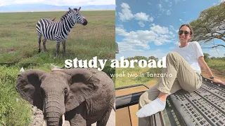 SAFARI THROUGH TANZANIA: 3 days in the Ngorogoro Crater + the Serengeti | UGA study abroad