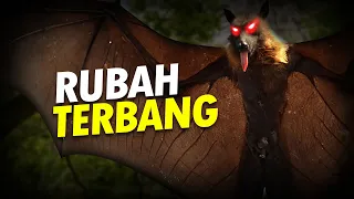 Nasib Usang Si Rubah Terbang #AlamSemenit