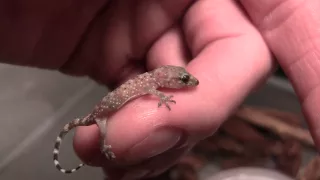 Baby House Gecko