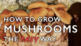 How to Grow Mushrooms from Scratch the Easy Way: A Step-by-Step Guide to Mushroom Cultivation