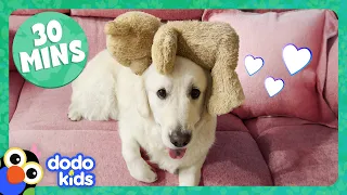 These Animals Are OBSESSED With Their Toys! | Dodo Kids | 30 Minutes Of Animal Videos