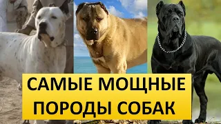 САМЫЕ МОЩНЫЕ ПОРОДЫ СОБАК - ТОП 10