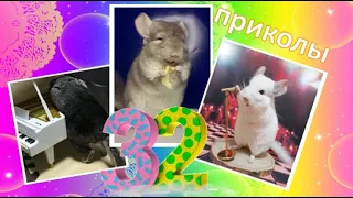 Лучшие приколы про ШИНШИЛЛ! Смешные ШИНШИЛЛЫ! Funny chinchillas❤#32