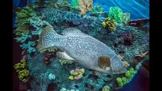 Reunion: Aquarium de la Réunion, Аквариум острова Реюньон