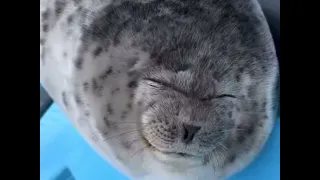 cute seal :3