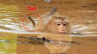 No drowning! Baby monkey can hold its breath for moment underwater