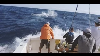 Biggest blue marlin ever caught by a 10 year old Danish boy? 500lbs+