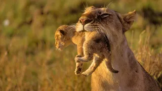 Animals of Africa - HD Documentary - David Attenborough