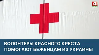 Волонтеры Красного Креста помогают беженцам из Украины | Новости Гродно. 04.04.2022