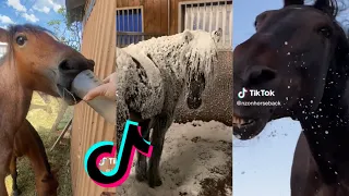 FUNNY HORSE MOMENTS TIKTOK COMPILATION 2023 #1