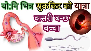 कसरी हुन्छ सुक्रकिट को ओभा सग भेट ? how to meet sperm to ovum ? process of baby development.