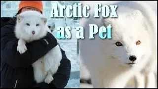 Arctic Fox: Your Next Pet?