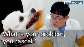 What's your problem, you rascal? [Dogs are incredible : EP.143-2] | KBS WORLD TV 220912