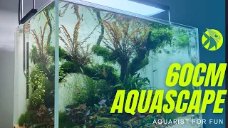 AQUASCAPE TUTORIAL - 60cm Nature Aquarium [Creation process and 1 Month Update]