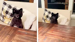 Patient Dog Sits At The Table Waiting For His Dinner