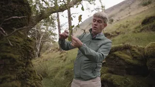 Ireland’s Native Trees - EPISODE 3 WYCH ELM