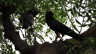 Crow sitting in the garden and eating hard | Crow in my Garden