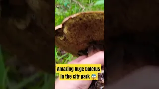 Amazing huge boletus in the city park 😱