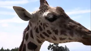 Reinauguran Parque Zoológico Zacango