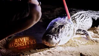 Jeremy Catches An 11 Foot Caiman!! | SPECIAL EPISODE | River Monsters
