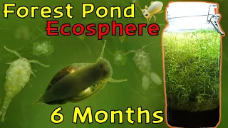 A Beautiful and Thriving Ecosystem! │ Woodland Pond Ecosphere - 6 Month Update