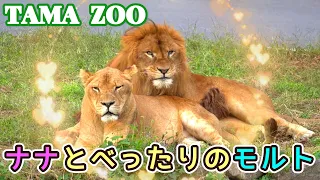 「ナナ」とべったりの「モルト」🦁💗😺　多摩動物公園ライオン園ドキュメンタリー