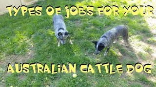 ~ Types Of Jobs For Your Australian Cattle Dog ~ Jobs For Your Blue Heeler ~