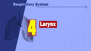 04. Larynx