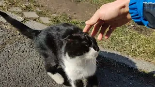 Friendly cat