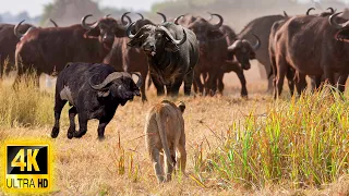 4K African Wildlife: Amboseli National Park - Most Amazing Animals Encounters With Real Sounds