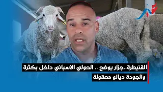 القنيطرة..جزار يوضح .. الحولي الاسباني داخل بكثرة والجودة ديالو معقولة