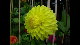 How to lift, divide and store dahlias over winter (the Geoff & Heather way!)