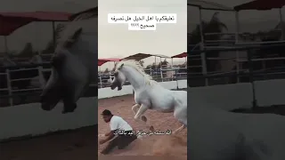 بغى يضرب رأسه الحصان😨