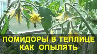 Помидоры в Теплице как Опылять и что Делать если нет Завязи.