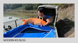 Modern Koi Blog #4891 - Konishis Jumbo Kawarimono Ikeage Naturteich Sugura