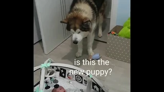 Dog meets Baby for the first time