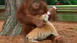 ORANGUTAN ADOPTS BABY TIGERS