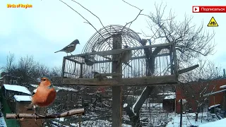 Зяблик. Вьюрок. Зеленушка. Западок - ловушка. How to catch birds.