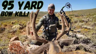 My 95 yard UTAH Mule Deer BOMB! First Velvet Buck!| Bowmar Bowhunting |