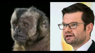 Capuchin Affe, marco buschmann, FDP