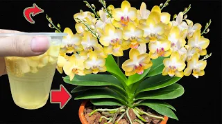Urgent! Just 1 Cup Makes The Whole Orchid Garden Explode