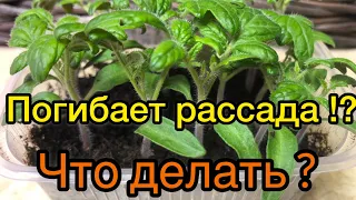 СРОЧНО! ПОГИБАЕТ РАССАДА ТОМАТОВ ! ЧТО ДЕЛАТЬ