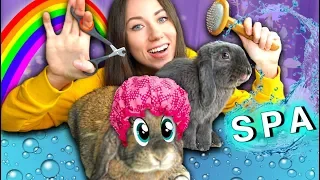 LAST VIDEO of Rabbit Lizun. Spa Salon For Rabbits. Rabbit Lizun died | Elli Di Pets