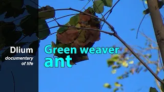 Green weaver ant (Oecophylla smaragdina) - part 1