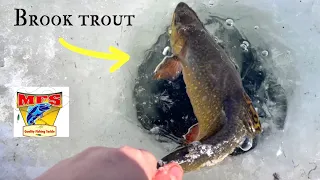 ICE FISHING for WILD BROOK TROUT in an URBAN POND , in NEWFOUNDLAND ! SHALLOW WATER SIGHT FISHING!